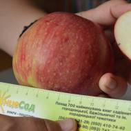 Саджанець Яблуня Мліївчанка осіння в контейнері